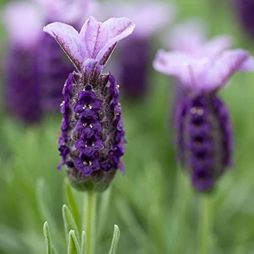 Lavande française arbuste persistant à floraison papillon pot 3L - 6