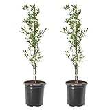 Live Oak Tree, Evergreen, Nut Producing, Long Living, Canopy/Shade Tree, 2-3 ft Tree Height, 1 gal. Nursery Pot (Due to Agricultural Laws, we Cannot Ship to CA, AZ, AK, or HI), 2 Trees