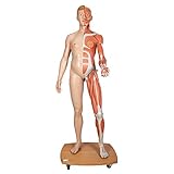 3B Scientific Menschliche Anatomie - Lebensgroße zweigeschlechtige Muskelfigur, helle Hautfarbe, 39-teilig + kostenlose Anatomie App - 3B Smart Anatomy