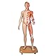 3B Scientific Menschliche Anatomie - Lebensgroße zweigeschlechtige Muskelfigur, helle Hautfarbe, 39-teilig + kostenlose Anatomie App - 3B Smart Anatomy