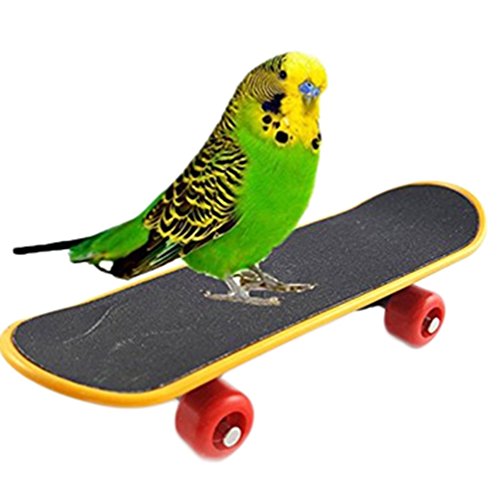 Namgiy Jouet éducatif pour perroquet, perroquet, perroquet, ara, perruche, inséparables, accessoire pour cage à skateboard, 20 x 35 cm Cover