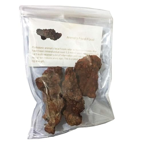 Image of Coprolite Authentic Prehistoric 0.55 Lbs Natural Fossilized Mineral Dung Stone Specimen Length 2-4 inch Dinosaur Coprolite Feces Trace Fossil (Information Card Included)
