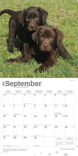 Chocolate Labrador Retriever Puppies | 2026 12 x 24 Inch (Hanging) Monthly Square Wall Calendar | Plastic-Free | BrownTrout | Animals Dog Breeds Puppy - image 4
