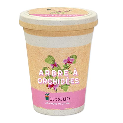 Feel Green Ecocup, Arbre À Orchidées, Idée Cadeau (100% Ecologique), Grow-Your-Own/Kit Prêt-à-Pousser, Plantes Dans Coffee Cup 10 x 8 cm, Produit En Autriche