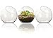 NeutralPure ECO Tabletop Glass Plant Terrarium (3 Pcs)