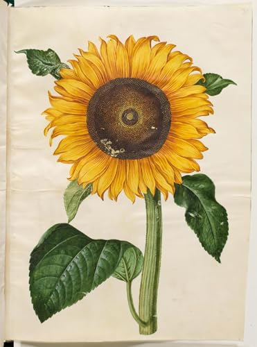 Affiche Helianthus Annuus Hans Simon Holtzbecker Art Poster Mural 60x90cm