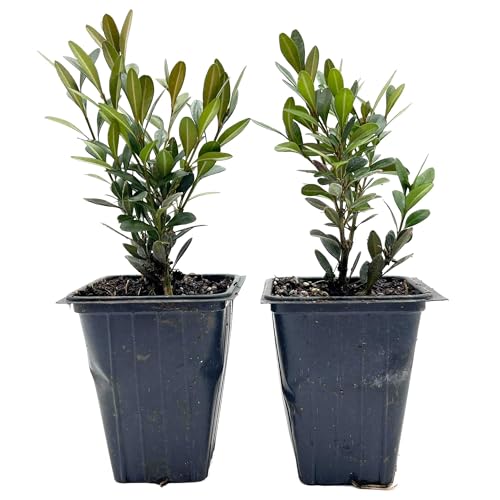2 Green Gem Boxwood image