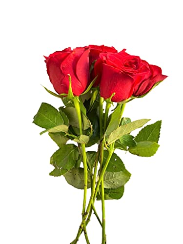 Fresh Red Rose Bouquet (Apx. 5Pcs)