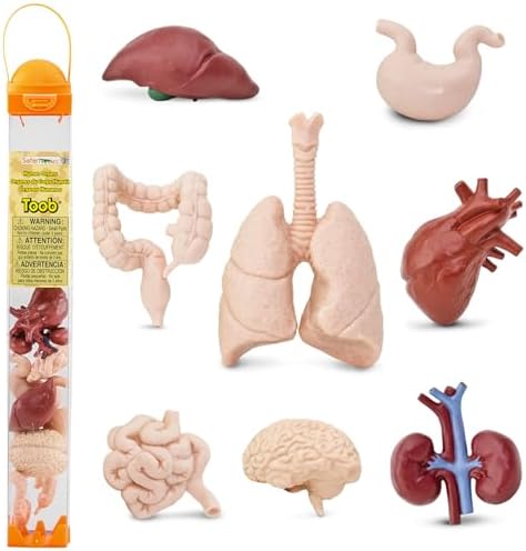 Safari Ltd. Human Organs Toy Figure