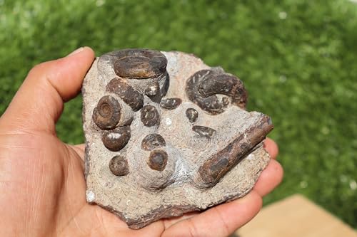 Image of Ammonite Fossil Natural Platyclymenia & Goniatites & Orthoceras Plate Fossil Devonian Fossil from Morocco A120