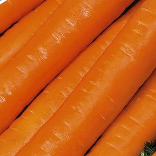 WegAna Naomi semillas de zanahoria cinta de semillas 6m, semillas de zanahoria, semillas de hortalizas robustas, semillas de hortalizas, propagación de semillas, semillas para invernadero