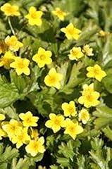 6 Waldsteinia ternata Golderdbeere...