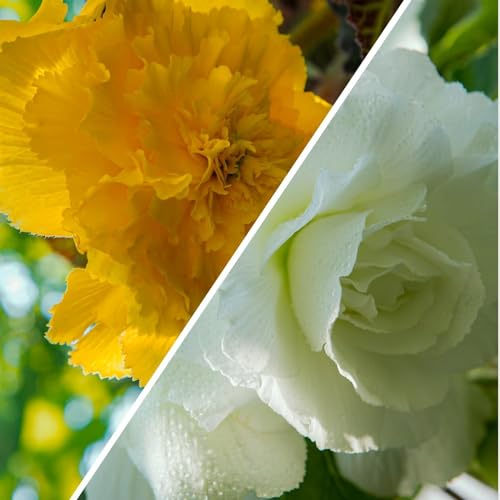 Begonia Jaune et Blanc Fimbriata - 5 Bulbes de Fleurs à Planter Exterieur - Plante Exterieur Jardin - Naturelle Plantes de Hollande (pas de graines, non artificielle)