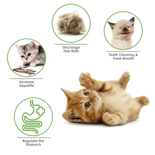 YHT 6Pcs Natural Chewing Silvervine Chew Sticks for Cat Indoor Teeth Cleaning Stress Release Toy for Kitten Teething - Image 4