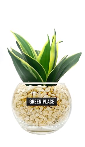 GREEN PLACE サンスベリア ミニ 観葉植物 本物 母の日 ギフト 【鉢 × 植え込み材を選べる】 ゼオライト バルーン鉢 TNの商品画像（Amazon）