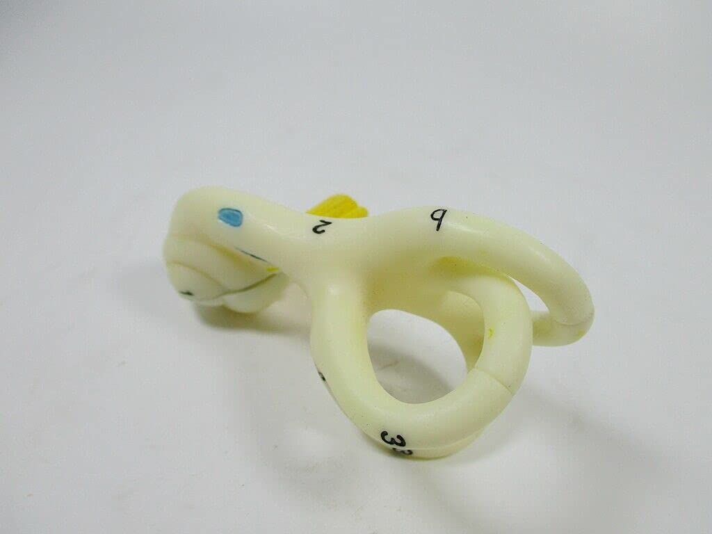Human Ear semicircular Canal Cochlear semicircular Canal Anatomical Model Inner Ear Ear Model Ear Labyrinth Model Right Side