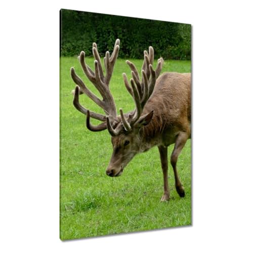 Peinture cerf avec grands bois sur toile premium décoration murale raffinée 80x120