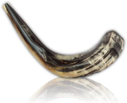 Schofar Jerusalem Shofar Kosher Spiral Rams Horn Polished Natural Shoffar Shophar schofar Passover handcrafted Elul Chofar
