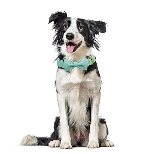 Unique style paws Dog Collar with Bowtie, Soft Cotton Collar with Reinforced Golden Metal Buckle Comfortable & Adjustable Collar for Small Medium Large Dogs & Cats - Image 4