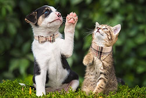 3 Pcs Dog Collars For Small Dogs Puppy Collar And Leash Set Dog Bow Tie With Bell Puppy Bandana Leather Dog Collar For Small Dogs Puppies And Cats(Beige) #TOP1