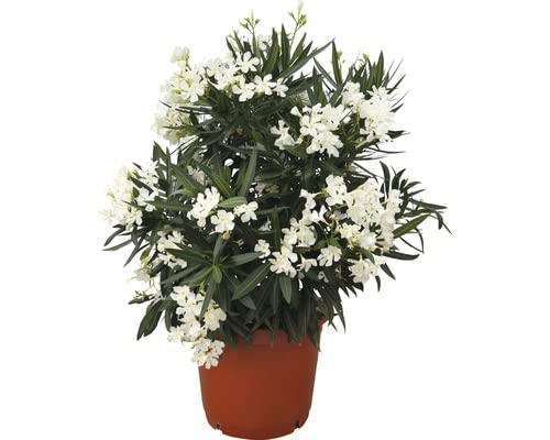 Adelfa Blanca Natural Árbol Exótico y Decorativo