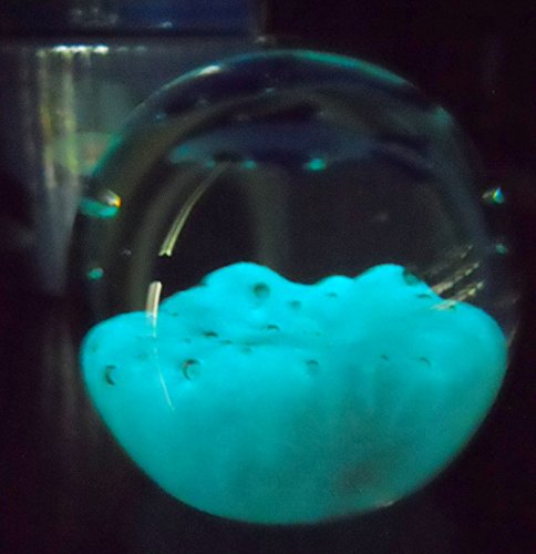 New Round Dolphin Paperweight Glow In The Dark Ocean Bottom Bubbles #TOP1