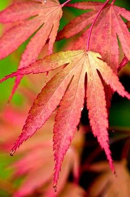 Chitoseyama Red Japanese Maple 3 - Year Graft