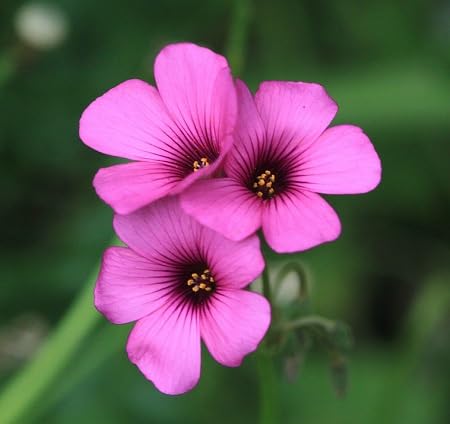 Oxalis Flower Seeds 100pcs Pink
