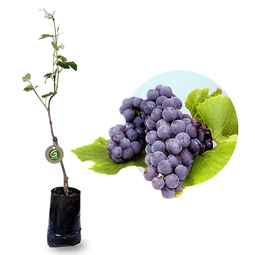 Muda de Uva Niágara Rosada Produtiva