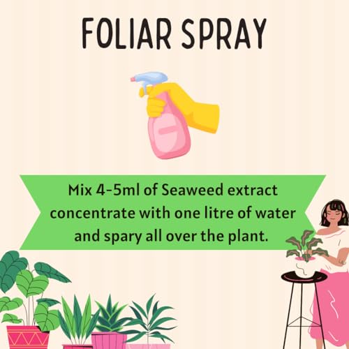 Image of PLANT'S BUDDY Seaweed Miracle - 100% Organic Seaweed Liquid Fertilizer for plant | Boosts Growth, Flowering, Fruit Quality & Soil Health | For All Plants - Foliar & Soil Application - 250ml