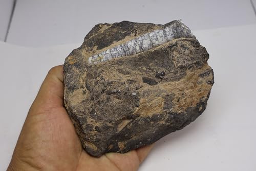 Image of Natural Orthoceras Fossil from Devonian Period Fossil from Morocco A313
