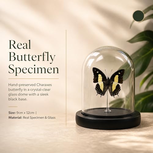 Real Taxidermy Butterfly Specimen Polyura narcaea Shadow Box, Butterfly Gifts for Women Girls with Glass Cover, Butterfly Decor for Bedroom Office Living Room Desk — view 4