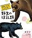 出合ったらどうする? 野生のほ乳類 1クマ