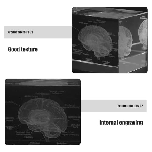 Cerebro humano en cubo de cristal 3D Lurrose, el regalo ideal para estudiantes de medicina 3