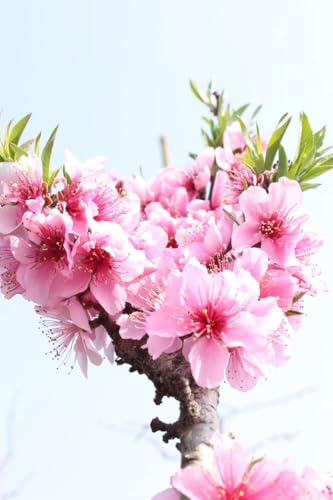 �� �~�L�h���[�t���c