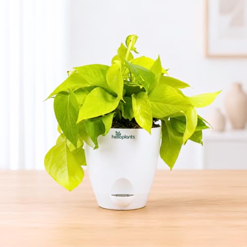 Image of Golden Money Plant Air Purifying Indoor Live Plant Trailing Golden Pothos Vine in a 4-Inch Self-Watering Matte White Pot
