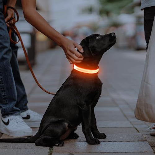 Illumifun LED Leuchthalsband für Hunde - USB-wiederaufladbar Leuchthalsband Hund, Wasserdicht & Größenverstellbar für Mittel Hunde (Orange, M)