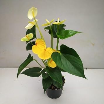 70pcs Yellow Anthurium Flower Seeds