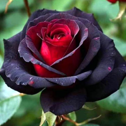 Selten Rosen-Rhizom, Überraschend wachsend, Winterhart Mehrjährig, Geeignet für Frühling und Herbst, Kein Gießen Erforderlich-1 Rhizom-E