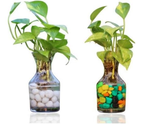 Urban Moon Potpourie Glass Vase, Flower Vase, Vessel, Money Plant Pot for Bedroom, Balcony, Home, Table and Office Decoration (Bottle Shape Pot) - Pack of 2 Piece, 7.5 Inches