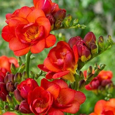 Radha Krishna Agriculture® Freesia Red Aroma Flower Bulbs For Indoor & Outdoor Gardening & Decorating (Set Of 2 Bulb) (B094Y5BM44) Amazon Price History, Amazon Price Tracker