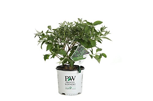 1 Gal. Miss Violet Butterfly Bush (Buddleia) Live Shrub, Purple Flowers #TOP20