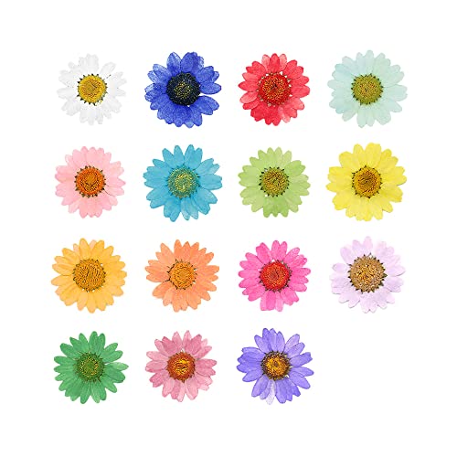 50 piezas flores naturales secas margarita para decoración miniatura 4