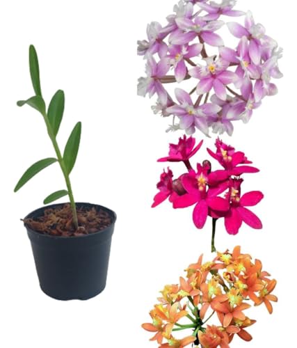 Orquídea Epidendrum Cores Misturadas Semente de Planta Raiz Rara