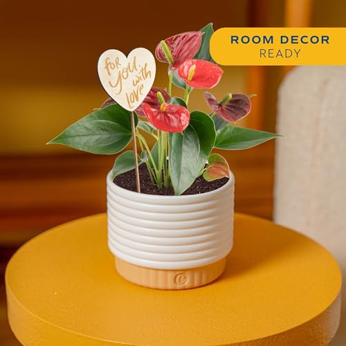 Image of Costa Farms Anthurium, Live Indoor Plant, Easy Care, Home Decor | Waxy long-lasting blooms in bright indirect light. Enjoy red flowers indoors. Great indoor houseplant. About 10-14 in tall.