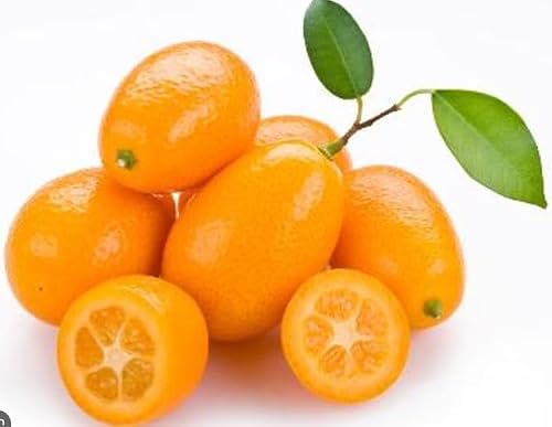 Grafted Kumquat Fruit Tree, Live Plant in Pot, (Grafted Nagami Sour -Semi Dwarf, 5 Gallon 2-3Feet Tall) - Thumbnail 3