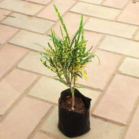 Dust Croton plant | Live Indoor Plant, Tropical Foliage-image-20