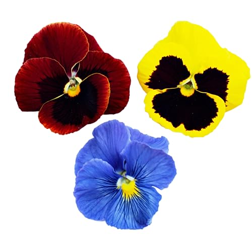 Pansy Plants, Pansy 'Delta Mix', 20 x Jumbo Plug Plant Pack, Bedding Plants, Pansies, Flowering, Garden Ready and Ready to Plant, Premium Quality Pansies