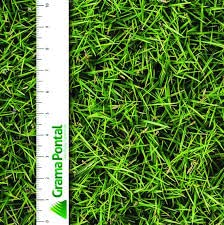 500G de sementes de grama japonesa coreana para cobrir 100m2