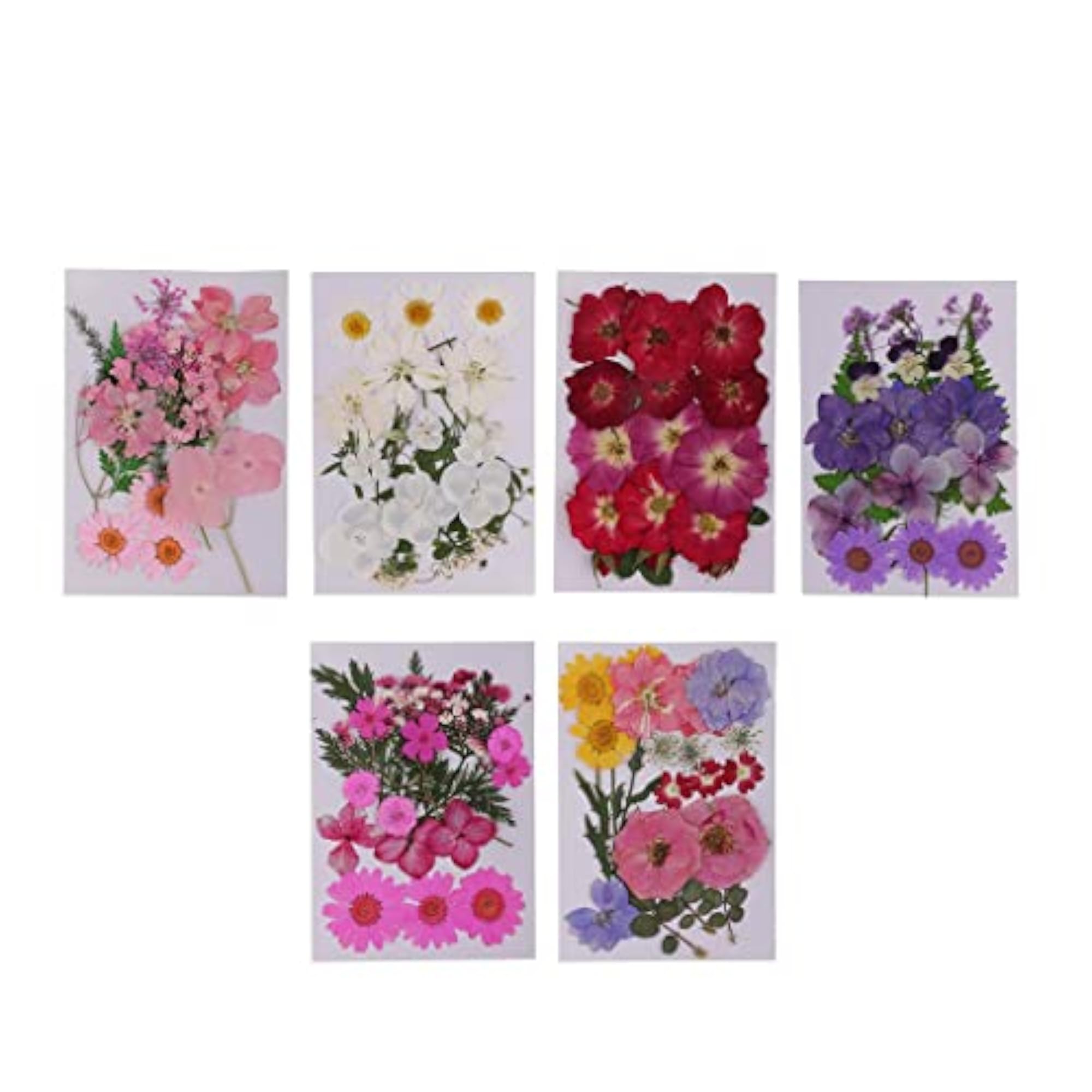 Beautiful Real Pressed Flower Dried Flowers for Crafts